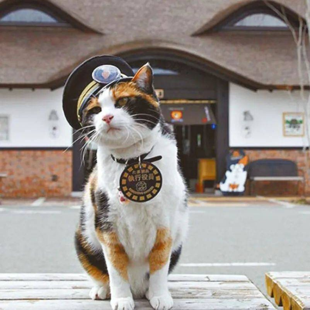 日本萌度爆表的猫猫列车！ 
