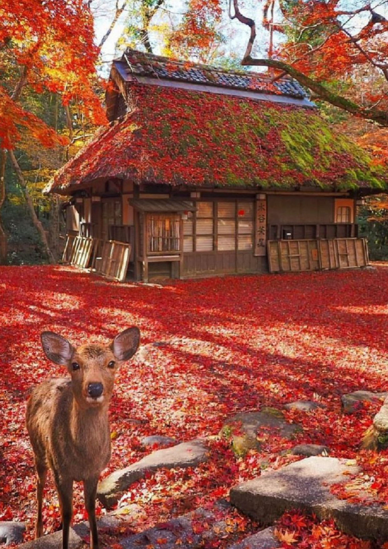 Kyoto and Nara one day tour  | Joy Paradise Solution - Japan Private Tour 日本包车